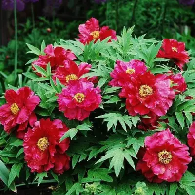 Пион КРАСНЫЙ ЛОТОС древовидный в Дзержинске