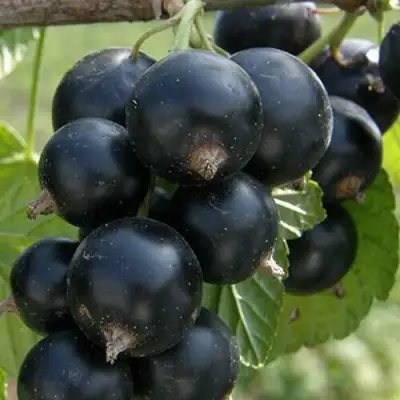 Смородина черная КЛУССОНОВСКАЯ в Дзержинске