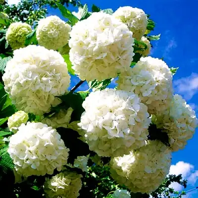 Калина БУЛЬДЕНЕЖ в Дзержинске