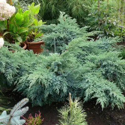 Можжевельник БЛЮ ШВЕД (СВИД) чешуйчатый в Дзержинске