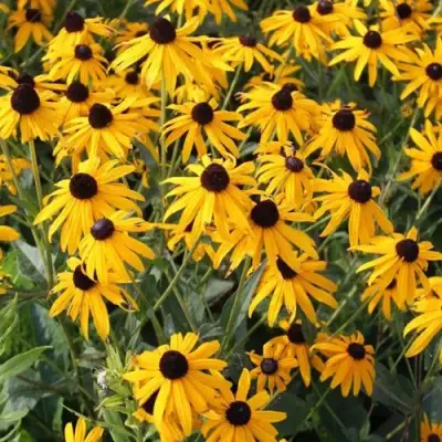 Рудбекия блестящая в Дзержинске