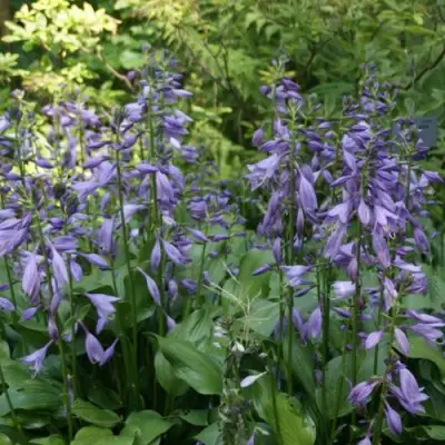 Хоста ГАРРИ ВАН ТРИЕР в Дзержинске