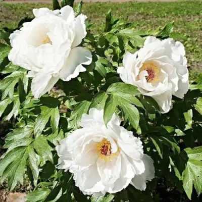 Пион ЛЕТНИЙ ДВОРЕЦ древовидный в Дзержинске