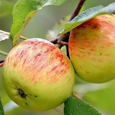 Яблоня РАНЕТКА (КОРОБОВКА) в Дзержинске