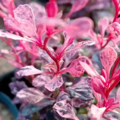 Барбарис РОУЗ ГЛОУ тунберга в Дзержинске