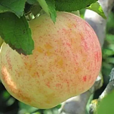 Яблоня ЛЕТНЕЕ СЛАДКОЕ в Дзержинске