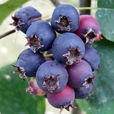 Ирга SLEYT в Дзержинске