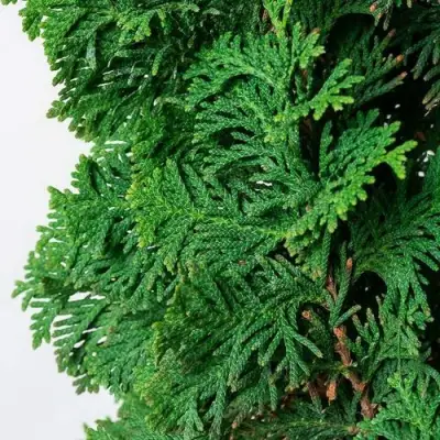 Туя СПИРАЛИС западная в Дзержинске