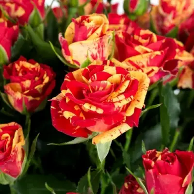 Роза ФАЙЕР ФЛЕШ спрей в Дзержинске