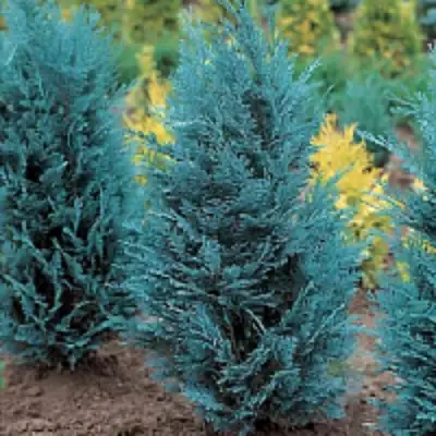 Кипарисовик ВАН ПЕЛЬТС БЛЮ лавсона в Дзержинске