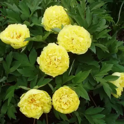 Пион ЗОЛОТАЯ КОРОНА древовидный в Дзержинске