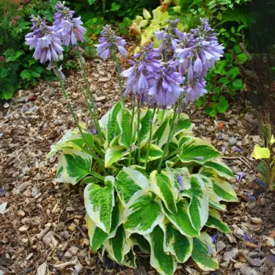 Хоста АУРЕОМАРГИНАТА в Дзержинске