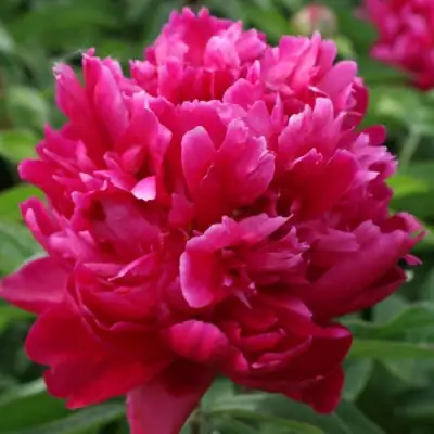 Пион ПЕСНЬ ВЕТРА травянистый в Дзержинске