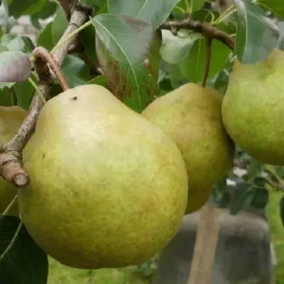 Груша ПЛАТОНОВСКАЯ в Дзержинске
