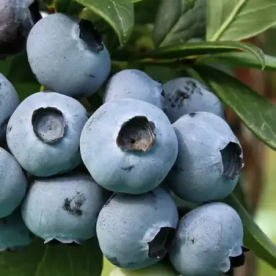 Голубика НЕЛЬСОН в Дзержинске