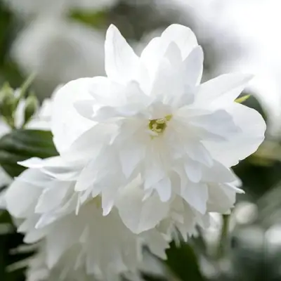 Жасмин МИНЕСОТА СНОУФЛЕЙК в Дзержинске