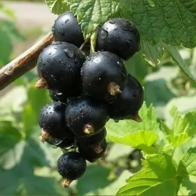 Смородина черная ПИГМЕЙ в Дзержинске