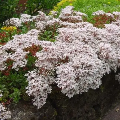 Очиток (седум) МУРАЛЕ белый в Дзержинске