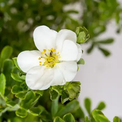 Лапчатка СНОУБЕРД кустарниковая в Дзержинске