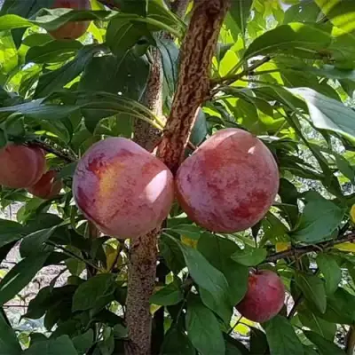 Плуот ГЕО ПРАЙД в Дзержинске