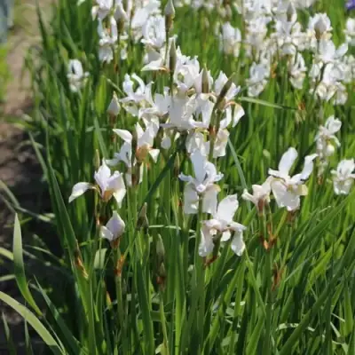 Ирис АЛЬБА сибирский в Дзержинске