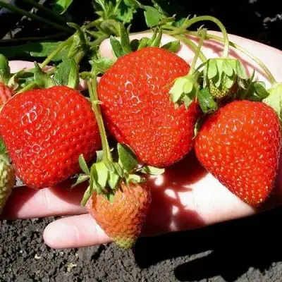 Клубника САН АНДРЕАС ремонтантная в Дзержинске