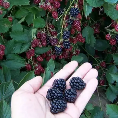 Ежевика ОРКАН бесшипная  в Дзержинске