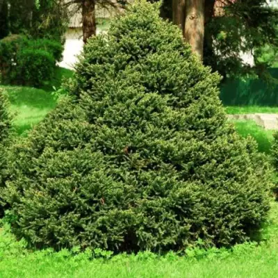 Ель ОЛЕНДОРФИ обыкновенная в Дзержинске