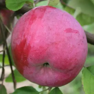 Яблоня БРЯНСКОЕ РОЗОВОЕ в Дзержинске