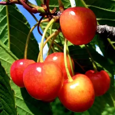 Черешня ФАТЕЖ в Дзержинске