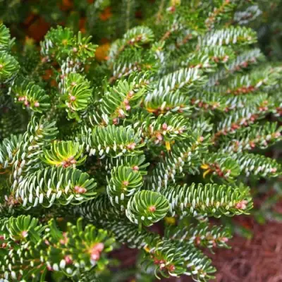 Пихта белая в Дзержинске