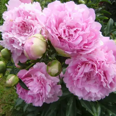 Пион ДИННЕР ПЛЕЙТ травянистый в Дзержинске