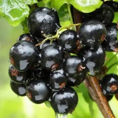 Смородина черная БЫЛИННАЯ (ВЕРНОСТЬ) в Дзержинске