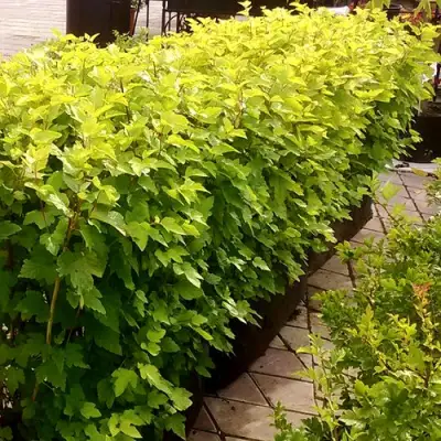 Комплект АНГЕЛ ГОЛД в Дзержинске