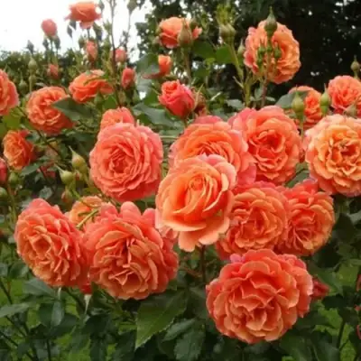 Роза БЕЛЬВЕДЕР шраб в Дзержинске