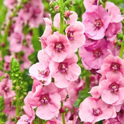 Коровяк ПИНК ДОМИНО гибридный (вербаскум) в Дзержинске