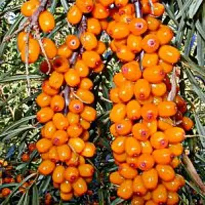 Облепиха СУДАРУШКА в Дзержинске