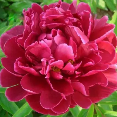 Пион КИТАЙСКИЙ ШЕЛК травянистый в Дзержинске