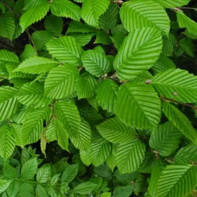 Граб  в Дзержинске