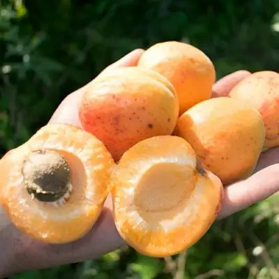 Абрикос ХАРГРАНД в Дзержинске