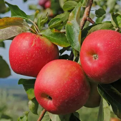 Яблоня ГАЛА МАСТ в Дзержинске