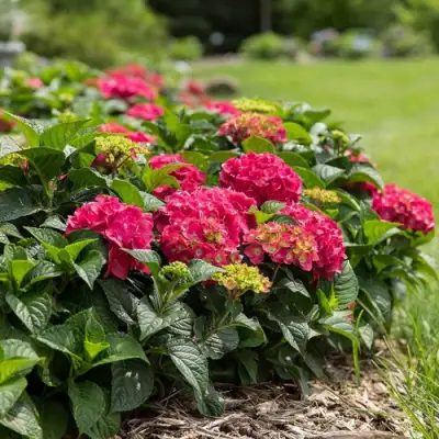 Гортензия ЭНДЛЕСС САММЕР ЛАВ крупнолистная в Дзержинске