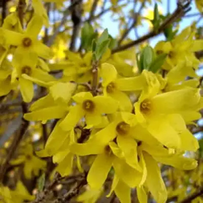 Форзиция ФОРЧУНА в Дзержинске