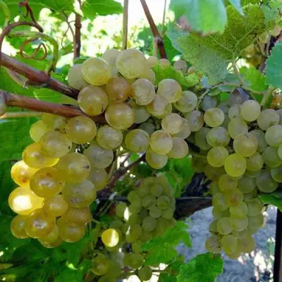 Виноград КРИСТАЛЛ в Дзержинске