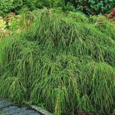 Кипарисовик ФИЛИФЕРА НАНА горохоплодный  в Дзержинске