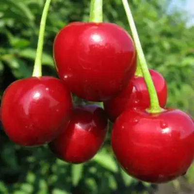 Дюк ПРЕВОСХОДНАЯ ВЕНЬЯМИНОВА в Дзержинске