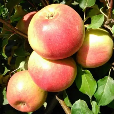 Яблоня ЭМБАССИ в Дзержинске