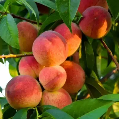 Персик ЗОЛОТОЙ ЮБИЛЕЙ в Дзержинске