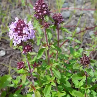 Тимьян яйцевидный в Дзержинске