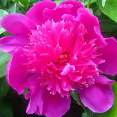 Пион РОЗОВЫЙ БУДДА травянистый в Дзержинске